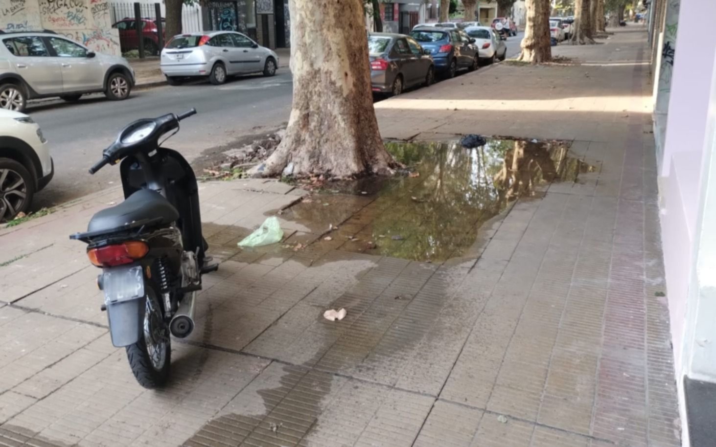 Una pérdida debajo de un árbol pone en riesgo su estructura