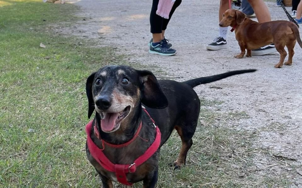 Día del Perro Salchicha: así fue el encuentro en La Plata