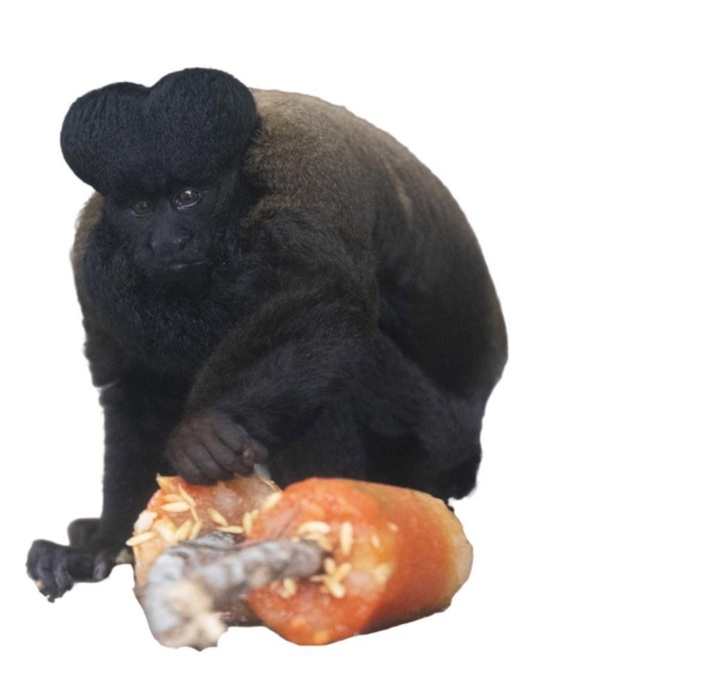 ¡Helado, helado! Los animales “se dan un gustito” en el zoo de Río