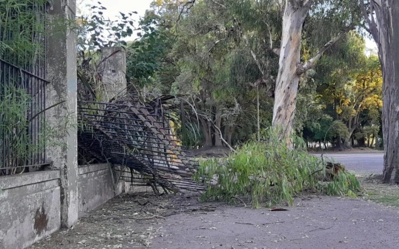 Un árbol del ex zoológico de La Plata se desmoronó y de milagro no terminó en tragedia