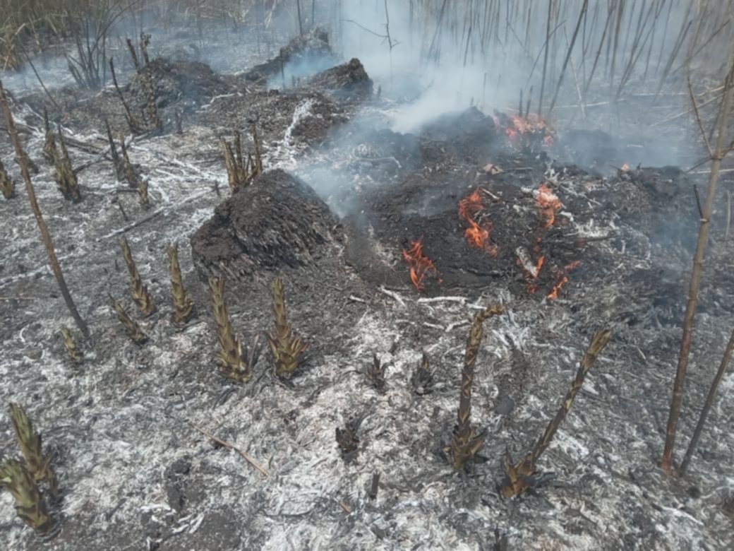 Incendio en City Bell afectó más de 8 hectáreas: frentistas desesperados
