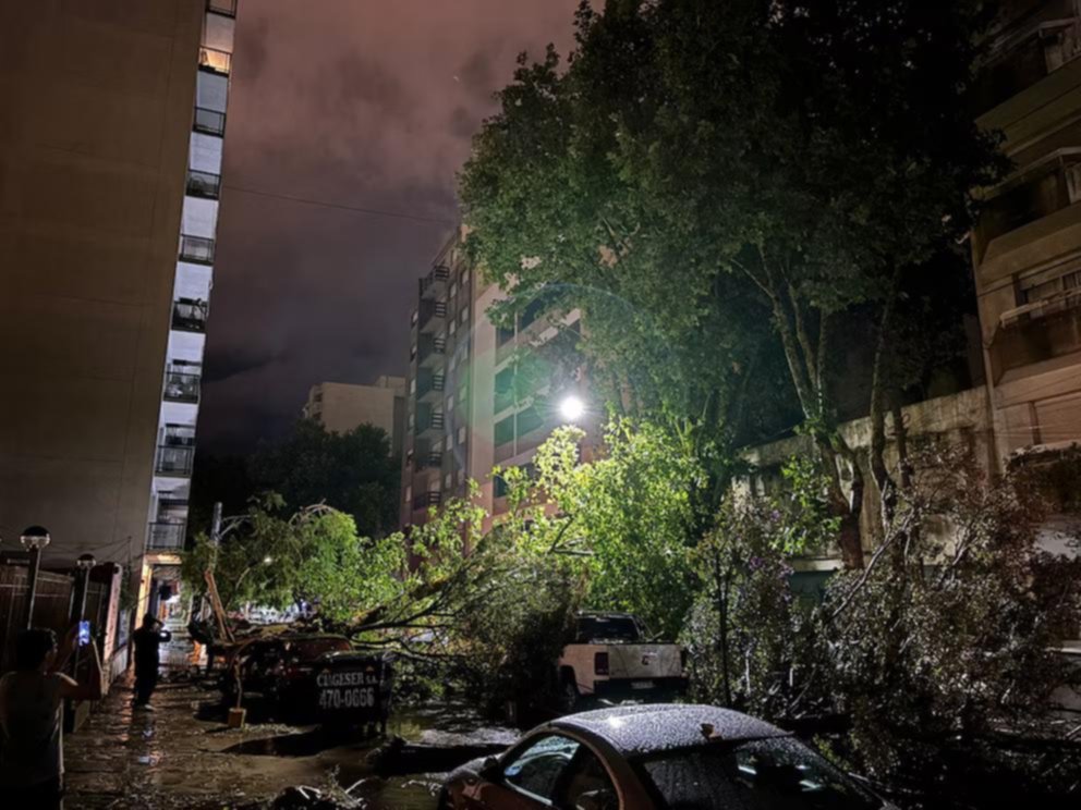 Mar del Plata: árboles caídos y calles anegadas por un feroz temporal
