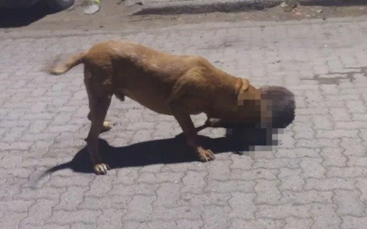 Pitbull imparable: mató a 9 mascotas y atacó a 3 personas