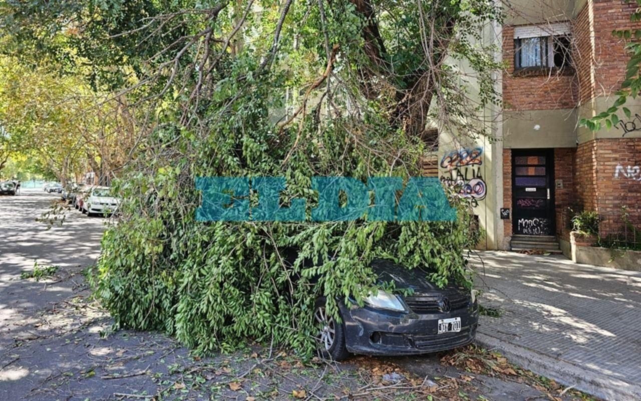 Una enorme rama de un árbol que plantó Benito Lynch aplastó un auto en el Centro: "Al borde de la tragedia"