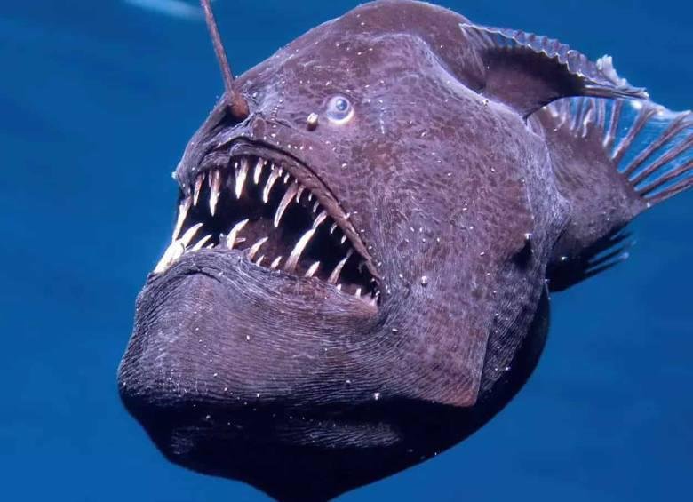 Murió el extraño pez que asombró al mundo