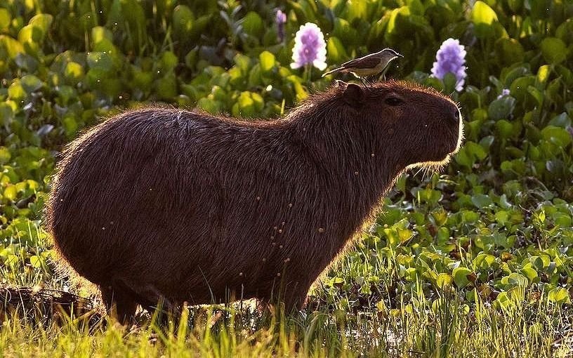 Una iniciativa polémica en Nordelta