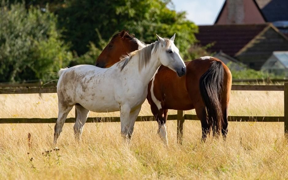 Preocupación por el robo de caballos en la zona de Lobos y Cañuelas