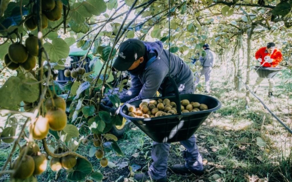 General Pueyrredón produce el 70% del kiwi argentino y avanza en certificaciones clave