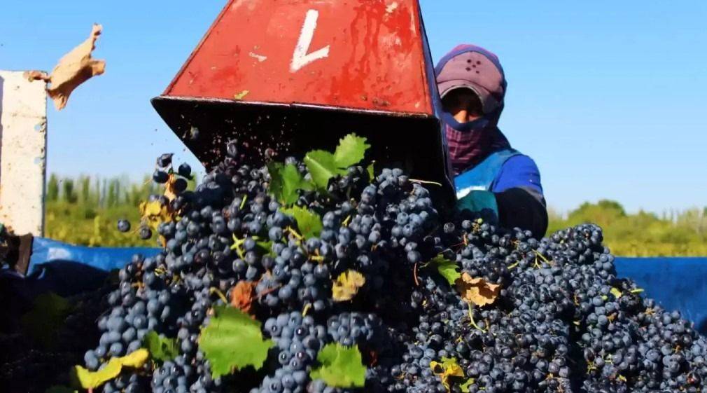 Argentina cosechará 20.971.400 qq de uva, +9% que en 2024