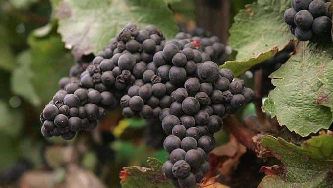 El Syrah tiene su día de celebración