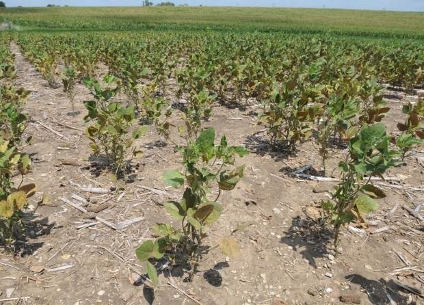 Por el clima, recortan estimaciones para las cosechas de soja y maíz