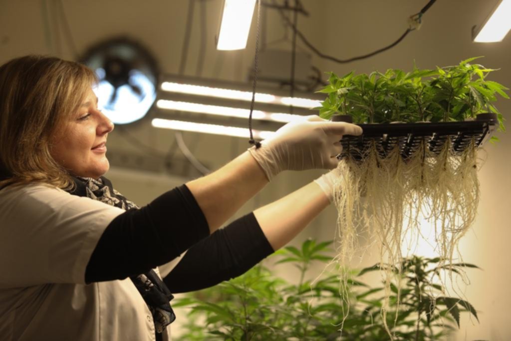 Alerta en La Plata por el freno al cannabis con fines medicinales