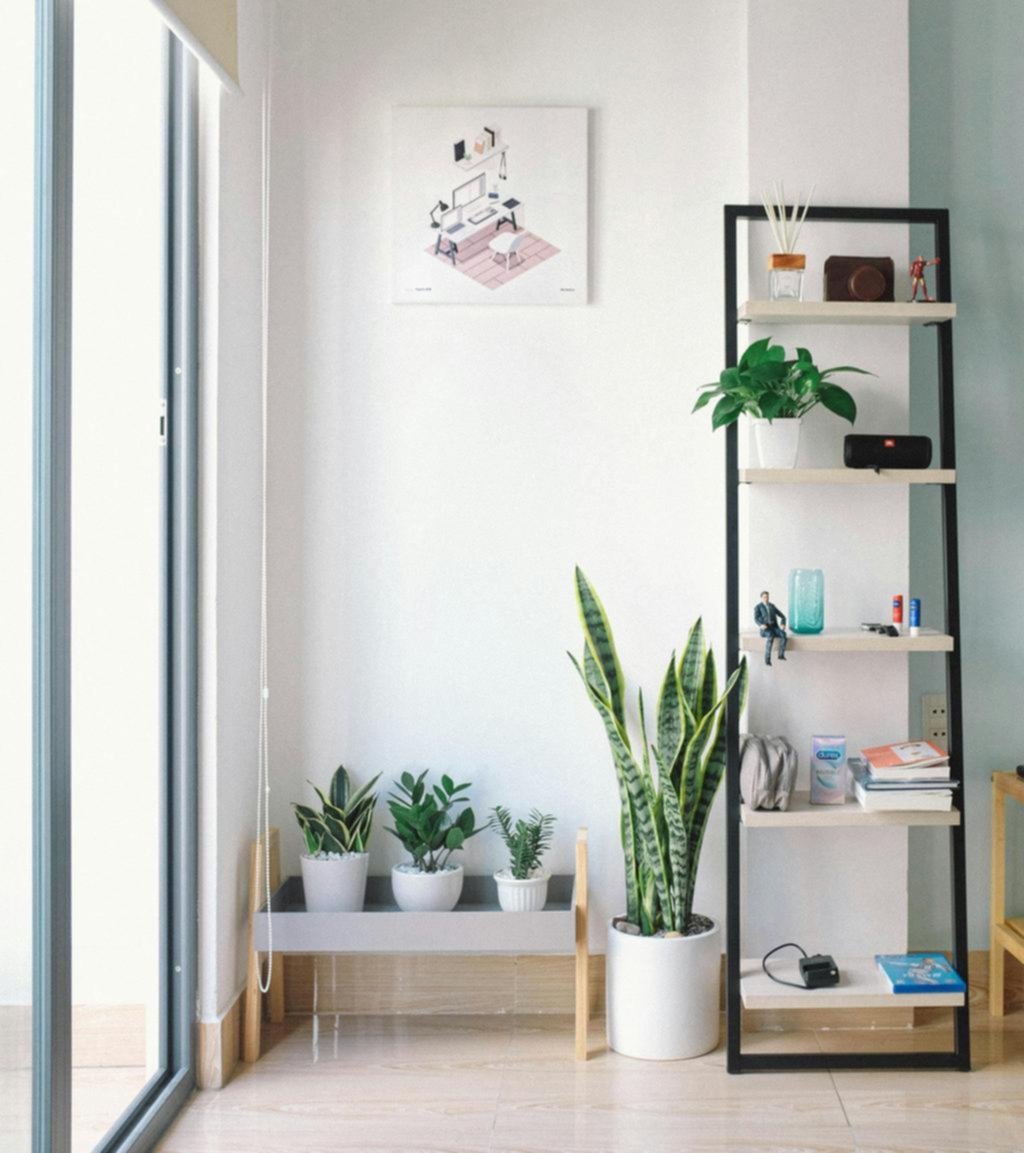 ¿Qué tan importante es tener plantas en casa, mas allá de la decoración?