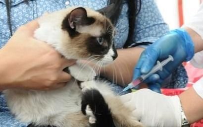 Atención gratuita a perros y gatos en La Plata: día y horario de vacunación y cómo sacar turno para castración