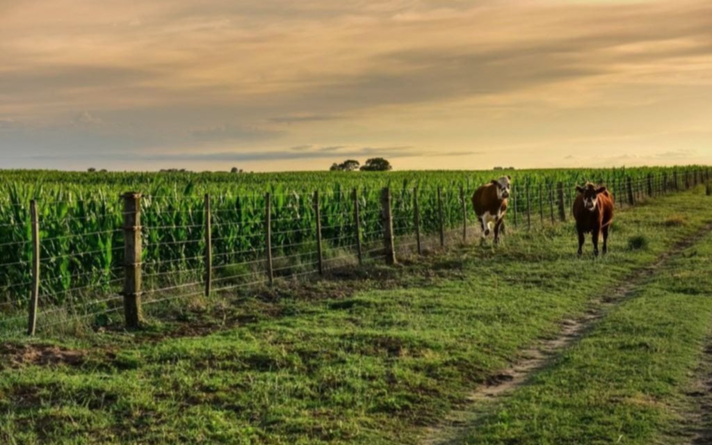 Reducción del Impuesto Inmobiliario Rural beneficiará a productores agropecuarios en Buenos Aires