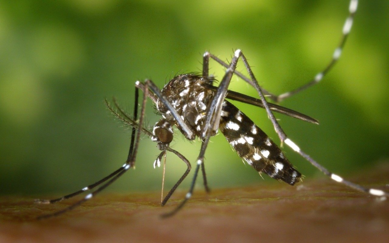 Primer caso de dengue confirmado en Quilmes