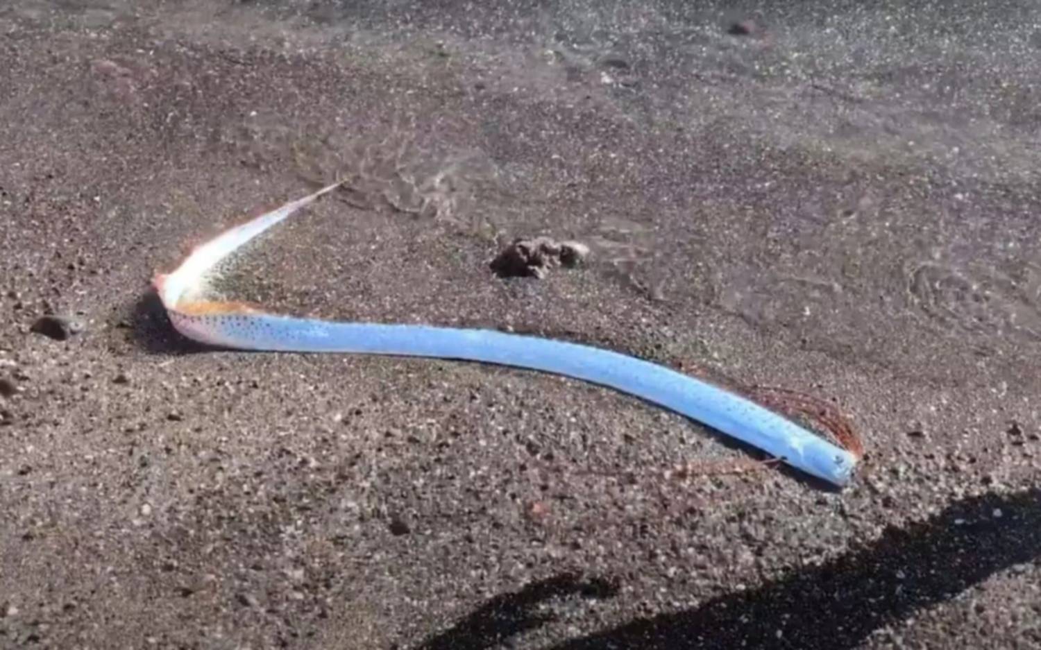 Apareció un pez remo en las playas de México: “Anticipa una catástrofe”
