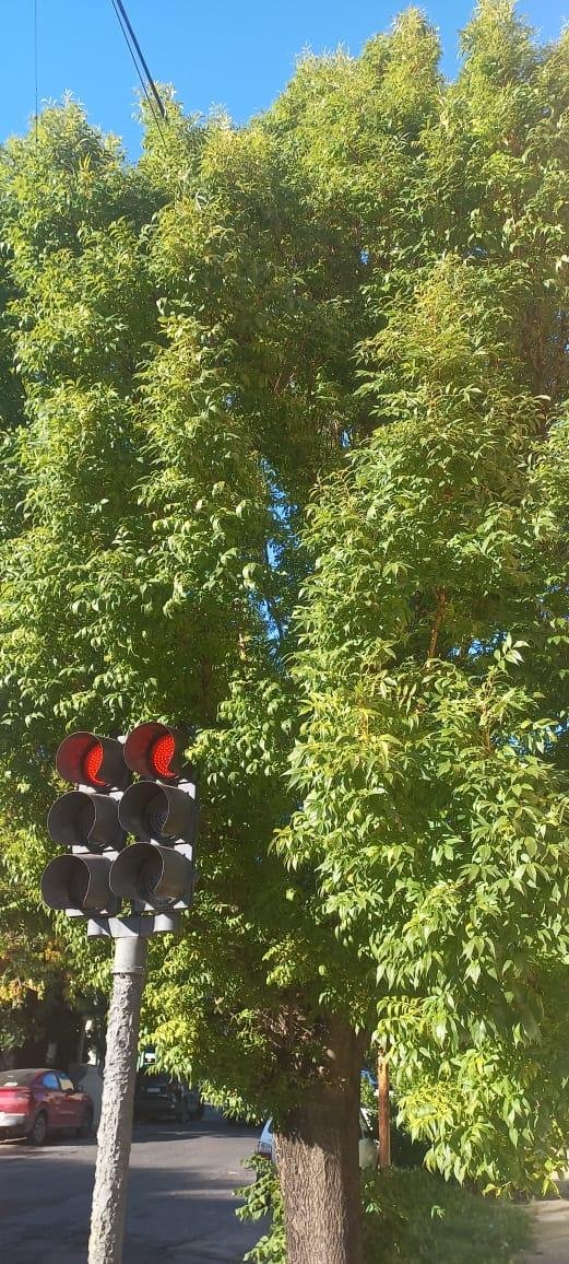 Pide por el despunte de un árbol en diagonal 74 y 56