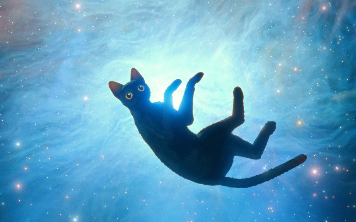 “Flow”: aventuras de un gatito en un mundo perdido