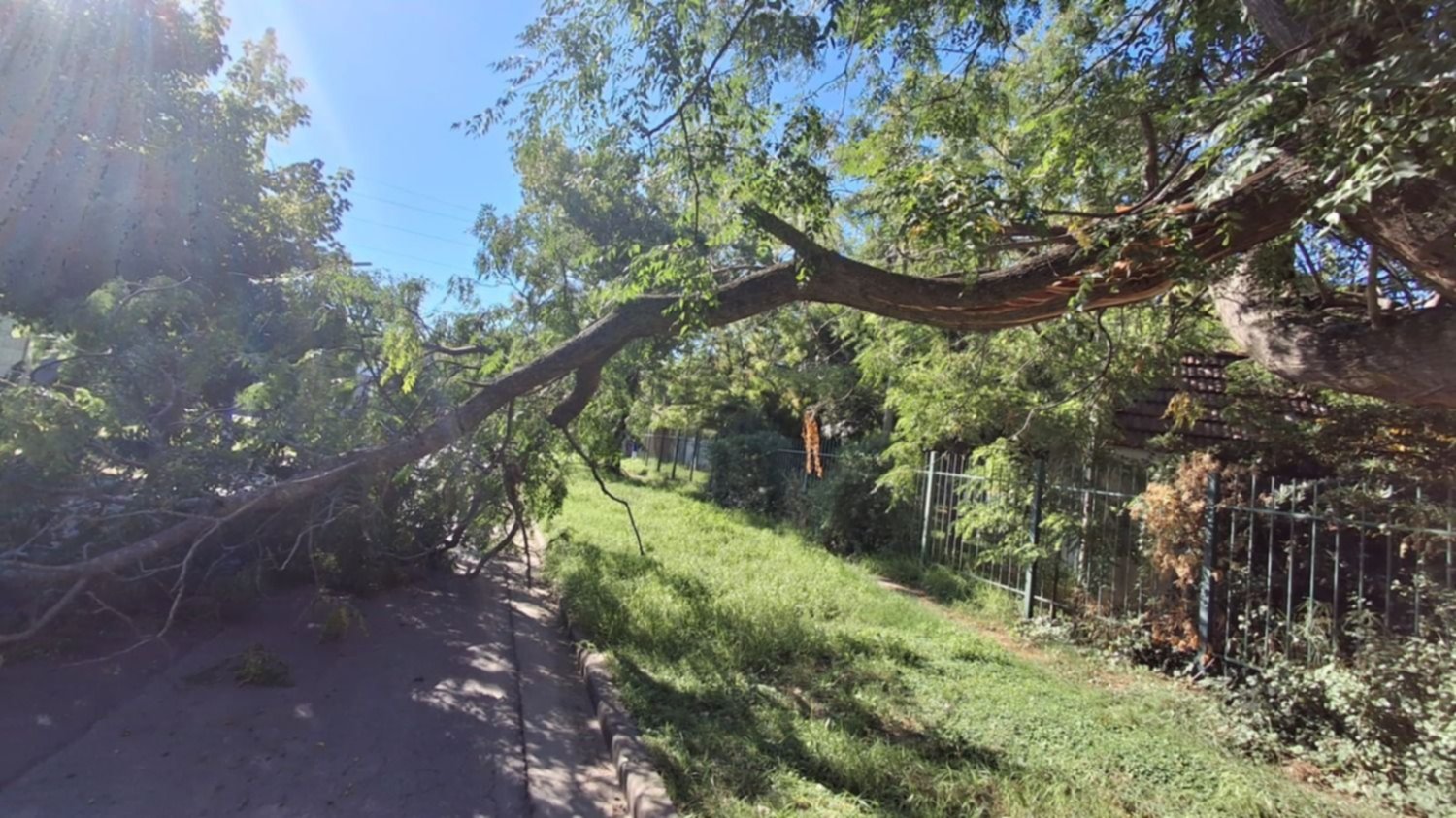 Se cayó un árbol en una zona de Villa Elvira y cortó la calle