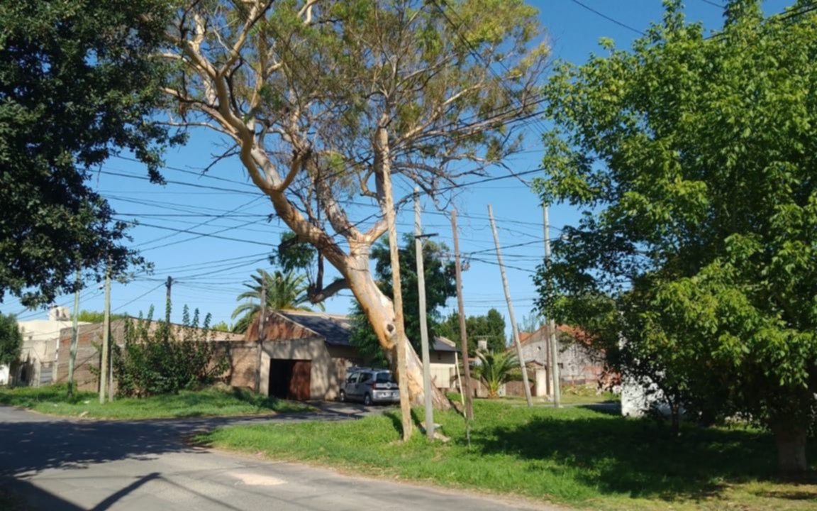 Temen por la caída de un eucalipto de más de 30 metros: "Está sostenido por cables, estamos en peligro"