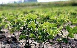 “Lluvias salvadoras revitalizan la campaña agrícola en la región núcleo”