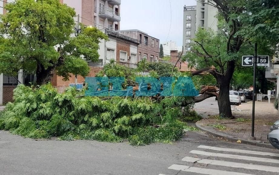 Lo que dejó el temporal: reportan casi 200 árboles y postes caídos en La Plata