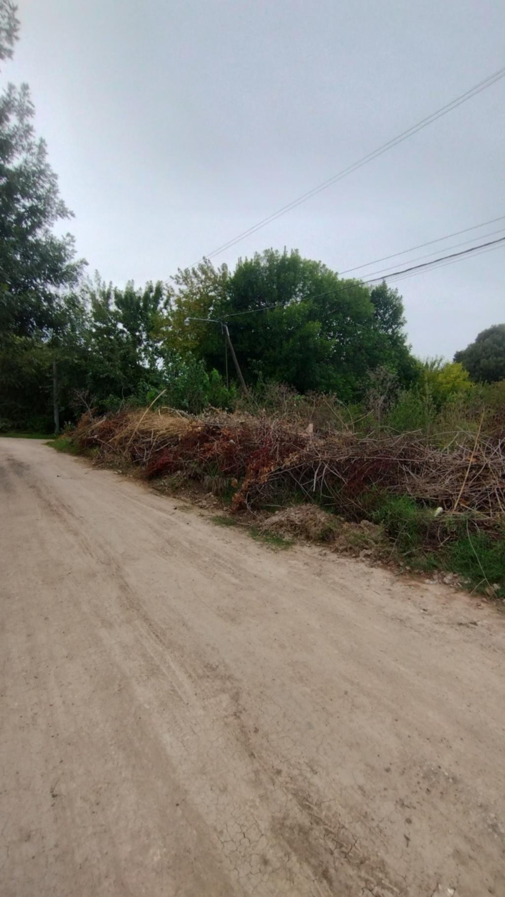 Quejas en La Hermosura porque no retiran las ramas y “las ratas hicieron nidos”