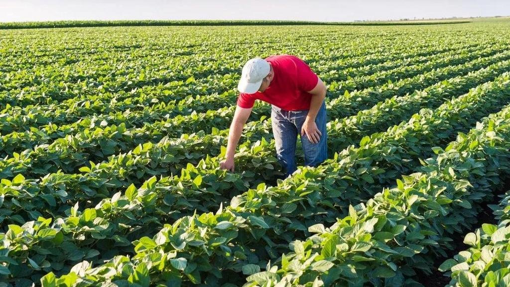 Agro: la confianza de los productores cae un 25% en apenas tres meses