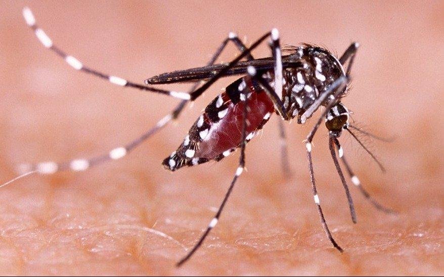 Casi sin mosquitos: a no relajarse porque vuelven