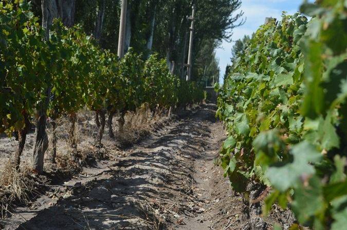 En 20 provincias argentinas se registra superficie de vid