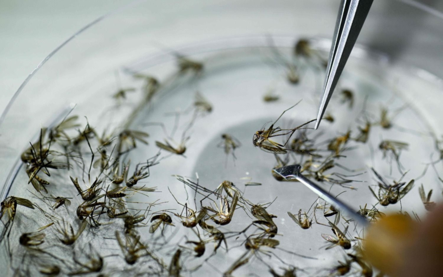La Plata: detectaron el primer brote de dengue autóctono