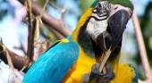 Loro veloz con rompecabezas