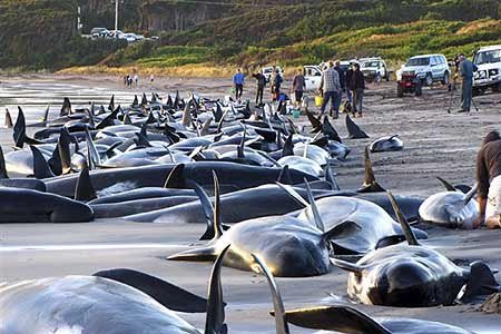 Australia: mueren 140 ballenas