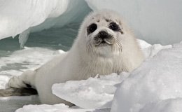 Canadá: polémica caza de focas