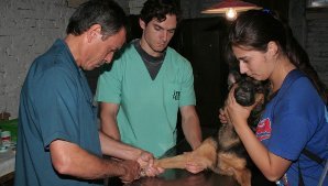 Berazategui: operativo de castración canina y felina