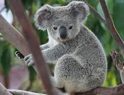En secreto sacrificaron a unos 700 koalas