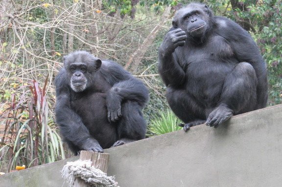 Se posterga el traslado de la pareja de chimpancés del Zoo local