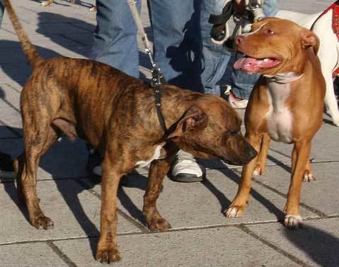 Dos hermanitos internados tras el ataque de un perro pitbull