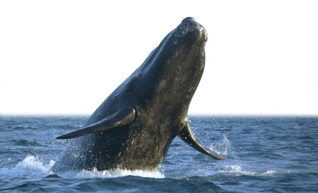 Grabaron más de 40.000 cantos de ballenas azules