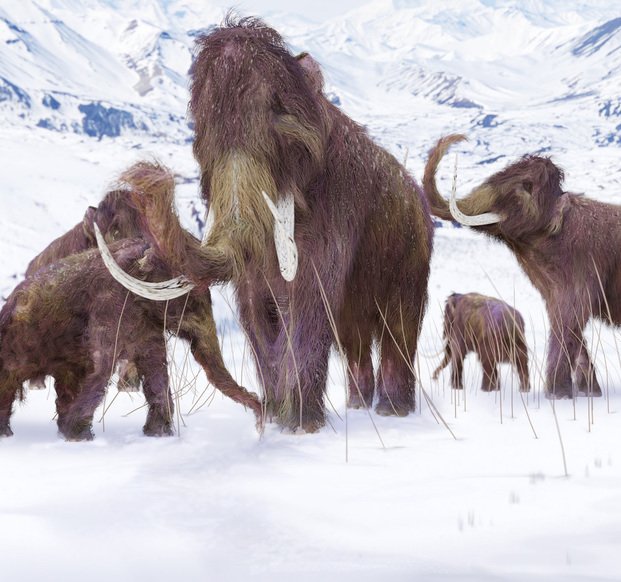 ¿Los mamuts se extinguieron por un problema en los huesos?