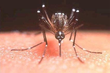 Confirman más de 200 casos de dengue en capital federal