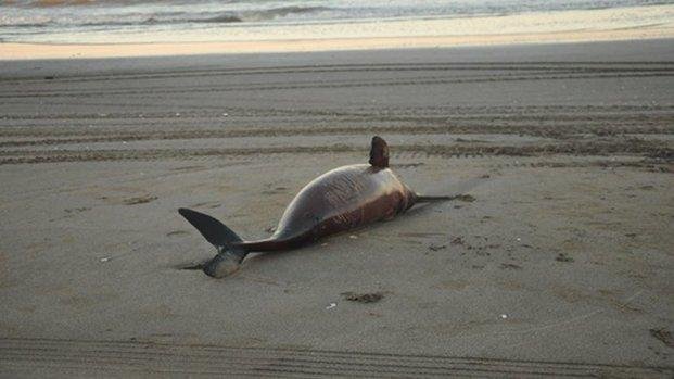 Extraña muerte de 23 delfines en la Costa
