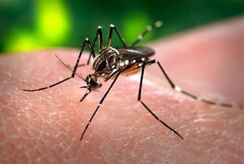 Advierten "un pico importante" de dengue en Semana Santa