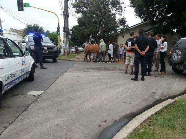 Revuelo por un equino herido en un choque