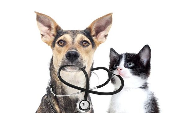 tratamiento dioctophyma renale perros