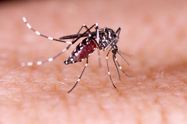 Todo el país sigue en guardia por el dengue