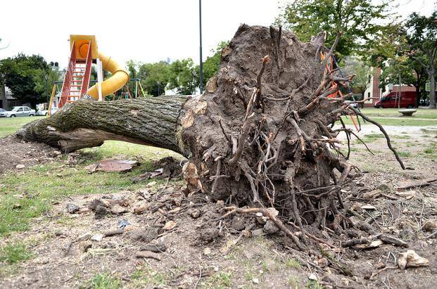 Plaza España: extraen árboles que presentaban riesgos de caída