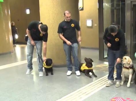 Los perros de asistencia que ayudan a romper fronteras