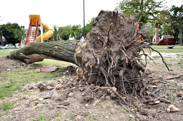 Extraen otros quince árboles en la plaza España por hallarse en “riesgo de caída”